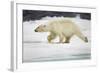 Polar Bear, Svalbard, Norway-Paul Souders-Framed Photographic Print