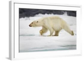 Polar Bear, Svalbard, Norway-Paul Souders-Framed Photographic Print