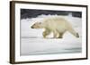 Polar Bear, Svalbard, Norway-Paul Souders-Framed Photographic Print