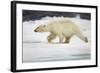 Polar Bear, Svalbard, Norway-Paul Souders-Framed Photographic Print