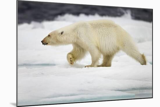 Polar Bear, Svalbard, Norway-Paul Souders-Mounted Photographic Print