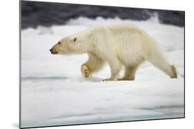 Polar Bear, Svalbard, Norway-Paul Souders-Mounted Photographic Print