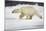 Polar Bear, Svalbard, Norway-Paul Souders-Mounted Photographic Print