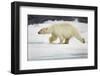 Polar Bear, Svalbard, Norway-Paul Souders-Framed Photographic Print