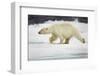 Polar Bear, Svalbard, Norway-Paul Souders-Framed Photographic Print