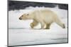 Polar Bear, Svalbard, Norway-Paul Souders-Mounted Photographic Print