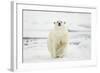 Polar Bear, Svalbard, Norway-Paul Souders-Framed Photographic Print