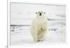 Polar Bear, Svalbard, Norway-Paul Souders-Framed Photographic Print