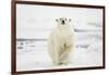 Polar Bear, Svalbard, Norway-Paul Souders-Framed Photographic Print