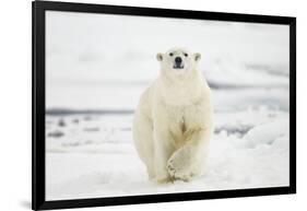 Polar Bear, Svalbard, Norway-Paul Souders-Framed Photographic Print