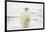 Polar Bear, Svalbard, Norway-Paul Souders-Framed Photographic Print