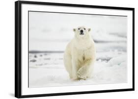 Polar Bear, Svalbard, Norway-Paul Souders-Framed Photographic Print