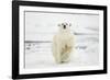 Polar Bear, Svalbard, Norway-Paul Souders-Framed Photographic Print