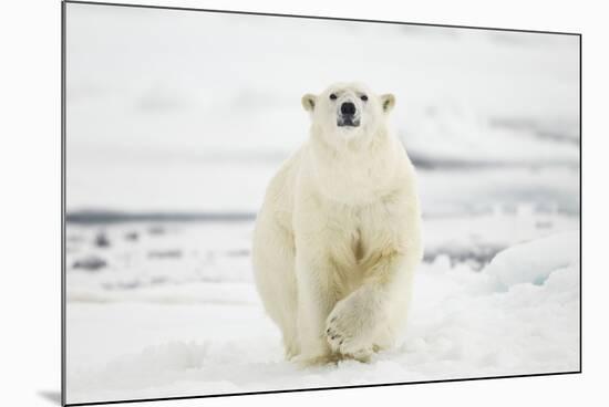 Polar Bear, Svalbard, Norway-Paul Souders-Mounted Photographic Print