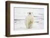 Polar Bear, Svalbard, Norway-Paul Souders-Framed Photographic Print