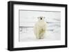 Polar Bear, Svalbard, Norway-Paul Souders-Framed Photographic Print