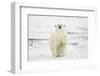 Polar Bear, Svalbard, Norway-Paul Souders-Framed Photographic Print