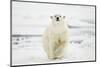 Polar Bear, Svalbard, Norway-Paul Souders-Mounted Photographic Print