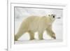 Polar Bear, Svalbard, Norway-Paul Souders-Framed Photographic Print