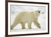 Polar Bear, Svalbard, Norway-Paul Souders-Framed Photographic Print