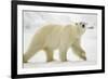 Polar Bear, Svalbard, Norway-Paul Souders-Framed Photographic Print