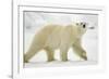 Polar Bear, Svalbard, Norway-Paul Souders-Framed Photographic Print