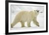 Polar Bear, Svalbard, Norway-Paul Souders-Framed Photographic Print