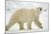 Polar Bear, Svalbard, Norway-Paul Souders-Mounted Photographic Print