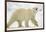 Polar Bear, Svalbard, Norway-Paul Souders-Framed Photographic Print