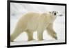 Polar Bear, Svalbard, Norway-Paul Souders-Framed Photographic Print