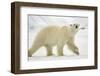 Polar Bear, Svalbard, Norway-Paul Souders-Framed Photographic Print