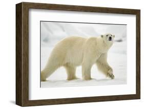 Polar Bear, Svalbard, Norway-Paul Souders-Framed Photographic Print