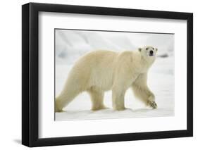 Polar Bear, Svalbard, Norway-Paul Souders-Framed Photographic Print