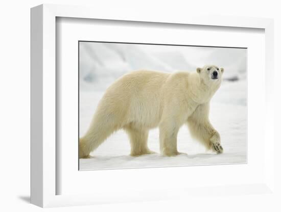 Polar Bear, Svalbard, Norway-Paul Souders-Framed Photographic Print