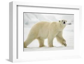 Polar Bear, Svalbard, Norway-Paul Souders-Framed Photographic Print