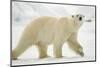 Polar Bear, Svalbard, Norway-Paul Souders-Mounted Photographic Print