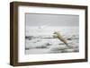 Polar Bear, Svalbard, Norway-Paul Souders-Framed Photographic Print