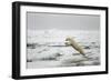 Polar Bear, Svalbard, Norway-Paul Souders-Framed Photographic Print