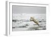 Polar Bear, Svalbard, Norway-Paul Souders-Framed Photographic Print