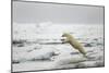 Polar Bear, Svalbard, Norway-Paul Souders-Mounted Photographic Print