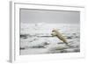 Polar Bear, Svalbard, Norway-Paul Souders-Framed Photographic Print