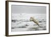 Polar Bear, Svalbard, Norway-Paul Souders-Framed Photographic Print