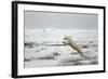 Polar Bear, Svalbard, Norway-Paul Souders-Framed Photographic Print