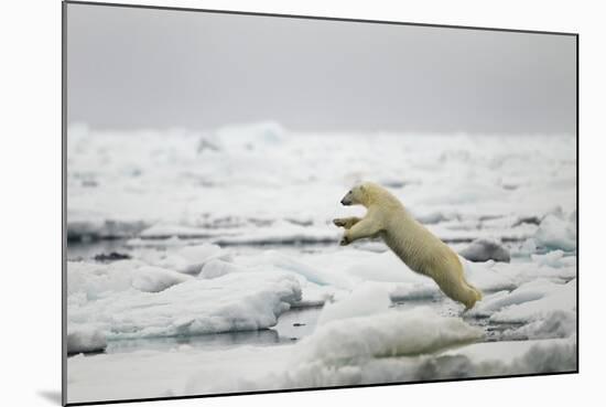 Polar Bear, Svalbard, Norway-Paul Souders-Mounted Photographic Print