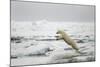 Polar Bear, Svalbard, Norway-Paul Souders-Mounted Photographic Print