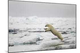 Polar Bear, Svalbard, Norway-Paul Souders-Mounted Photographic Print