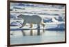 Polar Bear, Svalbard, Norway-Paul Souders-Framed Photographic Print