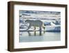 Polar Bear, Svalbard, Norway-Paul Souders-Framed Photographic Print