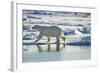 Polar Bear, Svalbard, Norway-Paul Souders-Framed Photographic Print