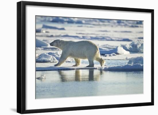 Polar Bear, Svalbard, Norway-Paul Souders-Framed Photographic Print